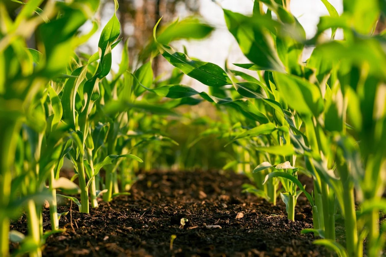 Agricultural facility ventilation